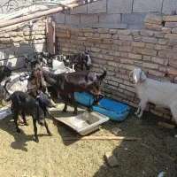 فروش تعدادی بز محلی و پاکستانی