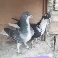 کبوتررنگی،چادری،بلژیکی،زاغ دم سفید،سفیدپاپر