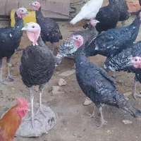 بوقلمون|حیوانات مزرعه|ششده و قره بلاغ, |دیوار