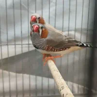 فنچ نر درشت زیبا