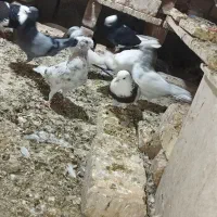 کبوتر و مرغ و خروس هم معاوضه هم پولی