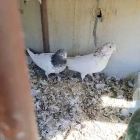 دوتا نر|پرنده|داران, |دیوار