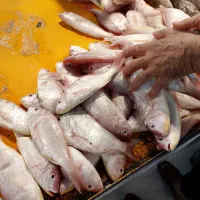 ماهی فروشی جنوب