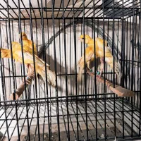 قناری جیبر جیبوس|پرنده|مشهد, هدایت|دیوار