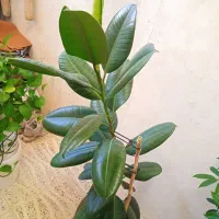 گل گوش فیلی|گل و گیاه طبیعی|کرمانشاه, |دیوار