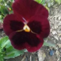 گل بنفشه و گل مینا|گل و گیاه طبیعی|رشت, حمیدیان|دیوار