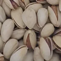 پسته اکبری ارگانیک