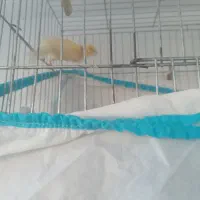 سهره قناری گلبسر