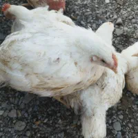 مرغ گوشتی زنده