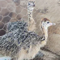 جوجه شترمرغ گردن آبی