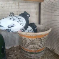 کبوتر کله شهری|پرنده|شیراز, باغ تخت|دیوار