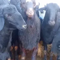 بره قوچ های موفر|حیوانات مزرعه|باروق, |دیوار