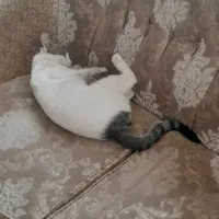 گربه گمشده/ گربه نر/ گربه زیبا|حیوانات|قم, شاه ابراهیم|دیوار