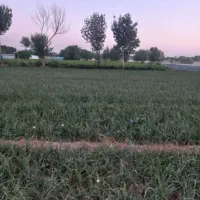 فروش زمین|فروش دفتر صنعتی، کشاورزی، تجاری|فلاورجان, |دیوار