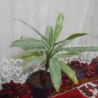 گیاهان