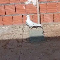 کبوتر قلدور و پرشی