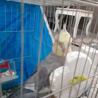 عروس هلندی|پرنده|رباط‌کریم, شترخوار|دیوار