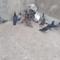 آلمانی بوم|پرنده|مشهد, رده|دیوار