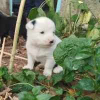 توله بردر کولی|سگ|تهران, سید خندان (جلفا)|دیوار