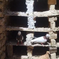 کبوتر