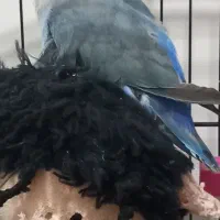 کوتوله پرنده