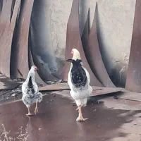 خروس برهما جوان