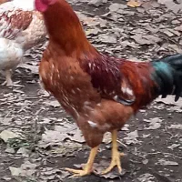 تعداد ۲عدد خروس  محلی دونه ای ۷۵۰ هزار|حیوانات مزرعه|لوندویل, |دیوار