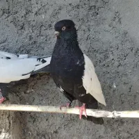 کبوتر سینه ای ..طوقی ..ابلق و دم سفید