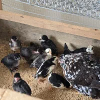 فروش تخم نطفه دار نژاد اصیل گلین لری کرچ شو|حیوانات مزرعه|تنکابن, |دیوار