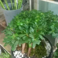گل بنسای برگ پهن و ساده پر برگ و کم برگ|گل و گیاه طبیعی|ری, بازار گل خاوران|دیوار