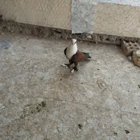 اگهی بخون