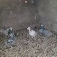 سرور|پرنده|مشهد, منزل آباد|دیوار