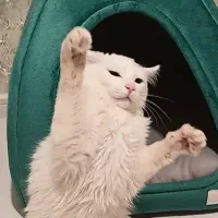 واگذاری گربه پرشین نر ۷ ماهه