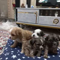 سگ شیتزو کراس