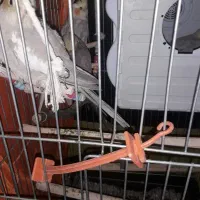 ۴ تا عروس هلندی ک دوتاش مادرو پدر ن