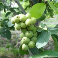 نهالستان انواع رقم گردو و بادام پربار پالیز|خدمات باغبانی و درختکاری|شهرکرد, |دیوار