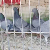 کفتر پرشی