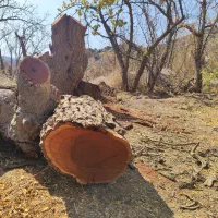 فروش چوب عناب|خدمات باغبانی و درختکاری|بیرجند, |دیوار