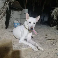 سگ گرگی سفید|سگ|آبپخش, |دیوار