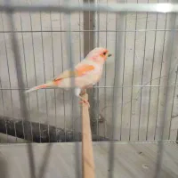 قناری موزائیکی نر مست|پرنده|تکاب, |دیوار