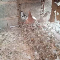 کفتر خوشرنگ بد رنگ