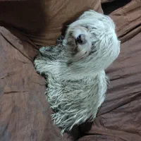 سگ های نژاد دار|سگ|شیراز, شهرک بهار|دیوار