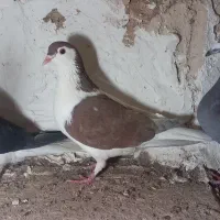 کبوتر درست|پرنده|بیرجند, |دیوار