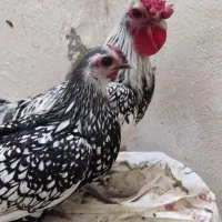 تخم مرغ نطفه دار سبرایت