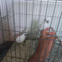 پروانه ای اشتی|پرنده|بندرعباس, |دیوار