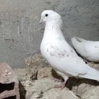 طوقی ۲تا نر