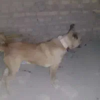 واگذاری سگ|سگ|زابل, |دیوار