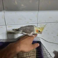 جوجه عروس هلندی|پرنده|قلعه نو, |دیوار