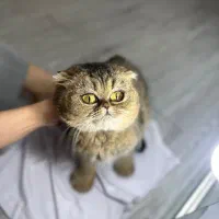 اسکاتیش گلد وارداتی