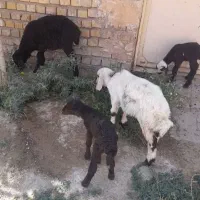 فروش بره علف خور وبره شیری
